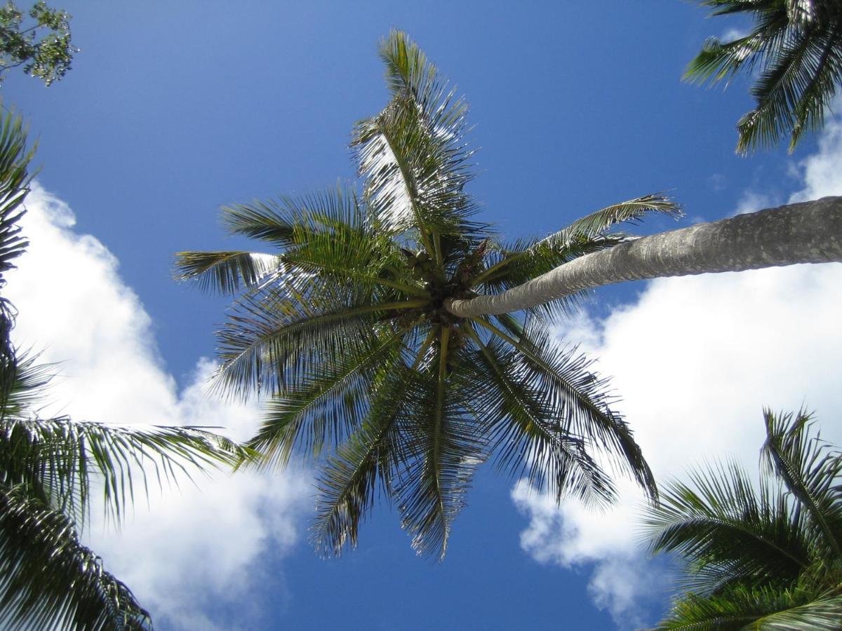 Palm-Covered House In The Tropical -Casa Oli Las Galeras Εξωτερικό φωτογραφία